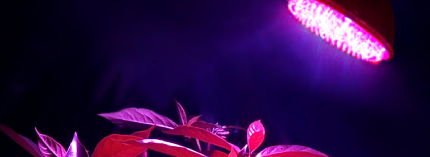 led lampu augs
